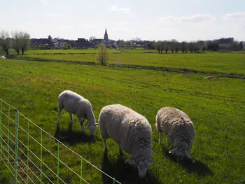 Kalkense Meersen (België)